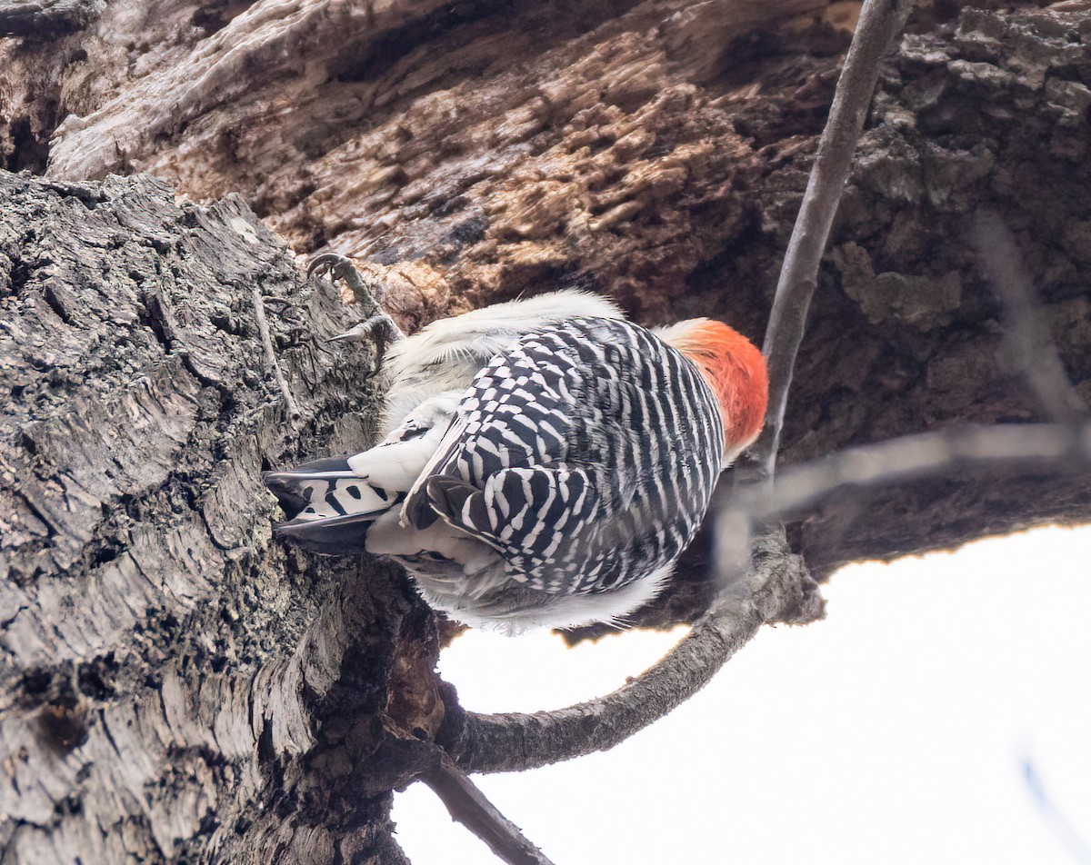 Red-bellied Woodpecker - ML397224221