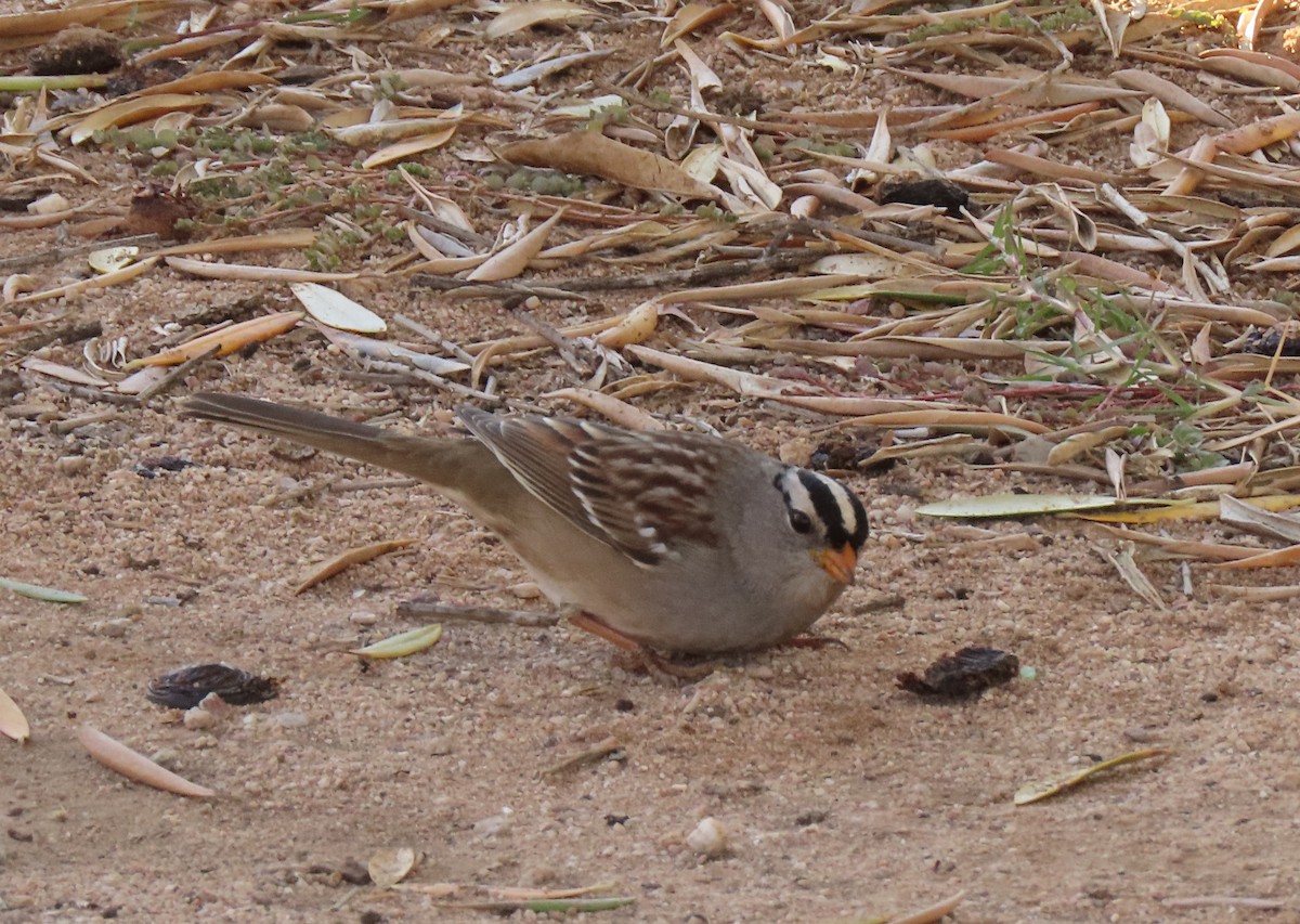 White-crowned Sparrow - ML397224721
