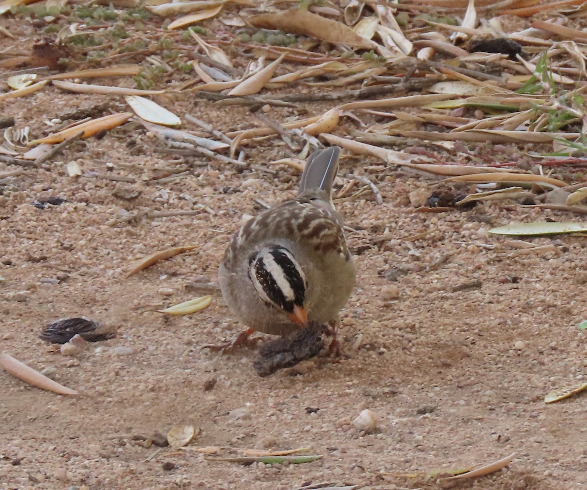 White-crowned Sparrow - ML397225071