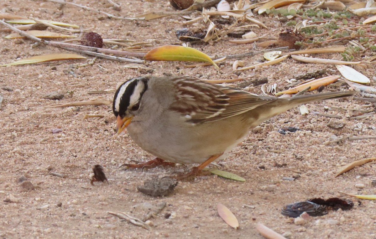 White-crowned Sparrow - ML397225141