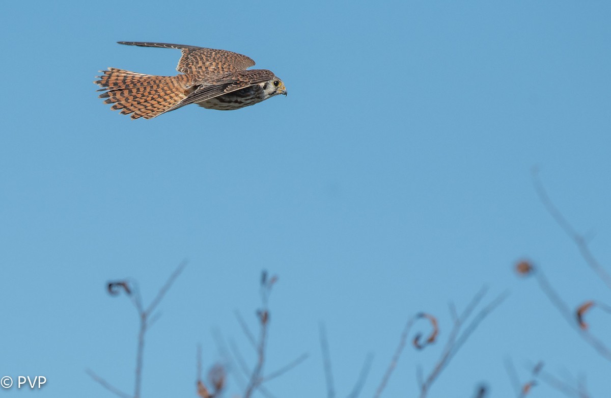 American Kestrel - ML397225411