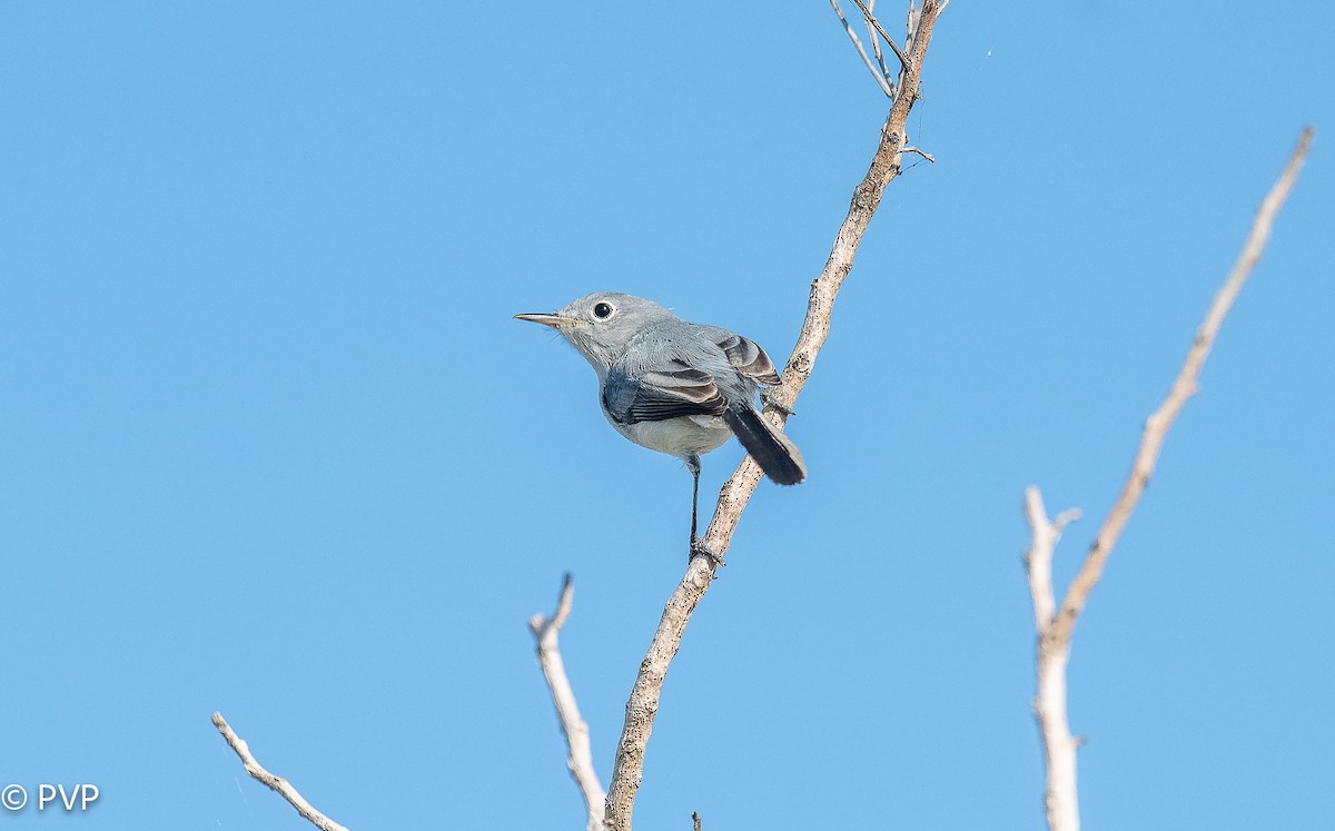 Blue-gray Gnatcatcher - Paul Peed