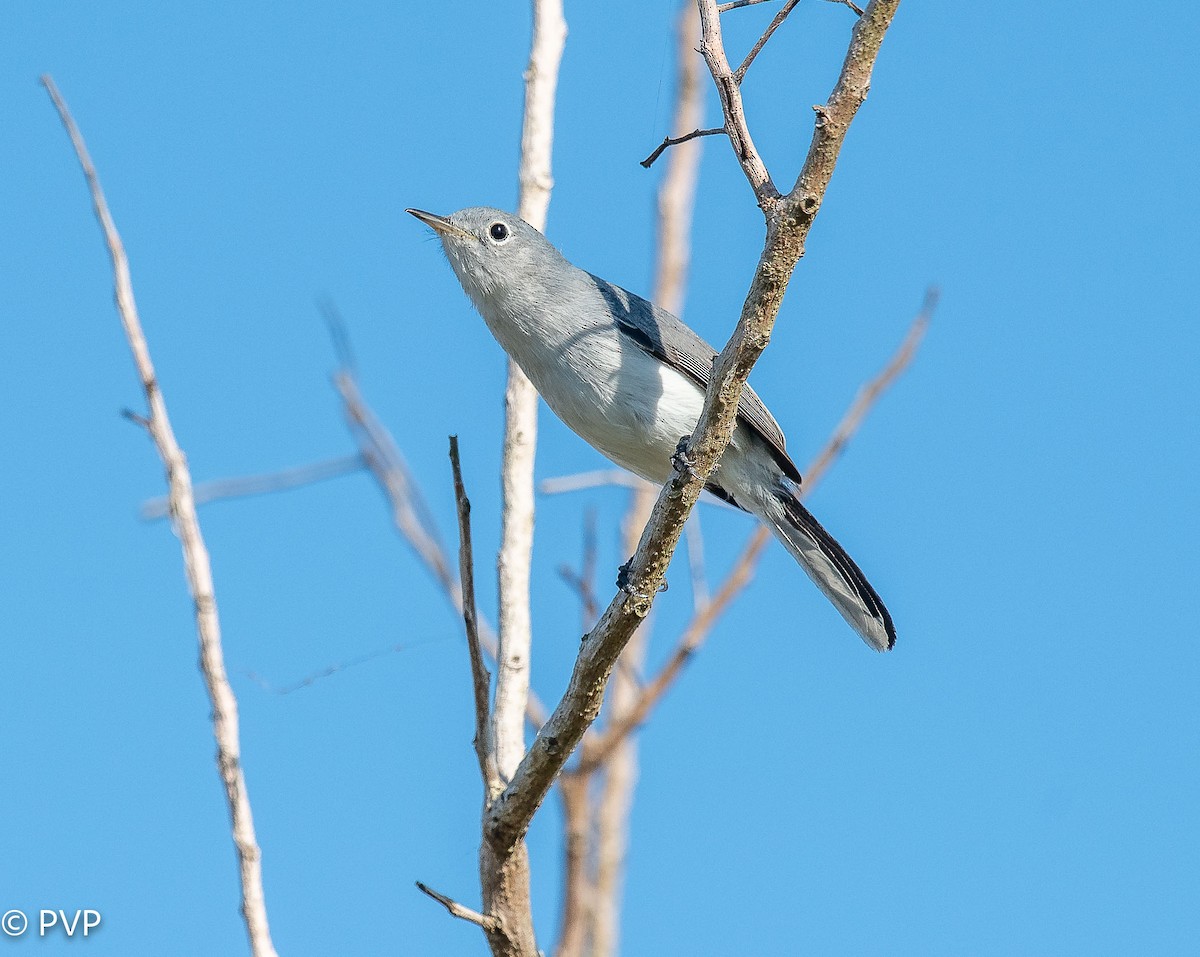 Blue-gray Gnatcatcher - ML397225931