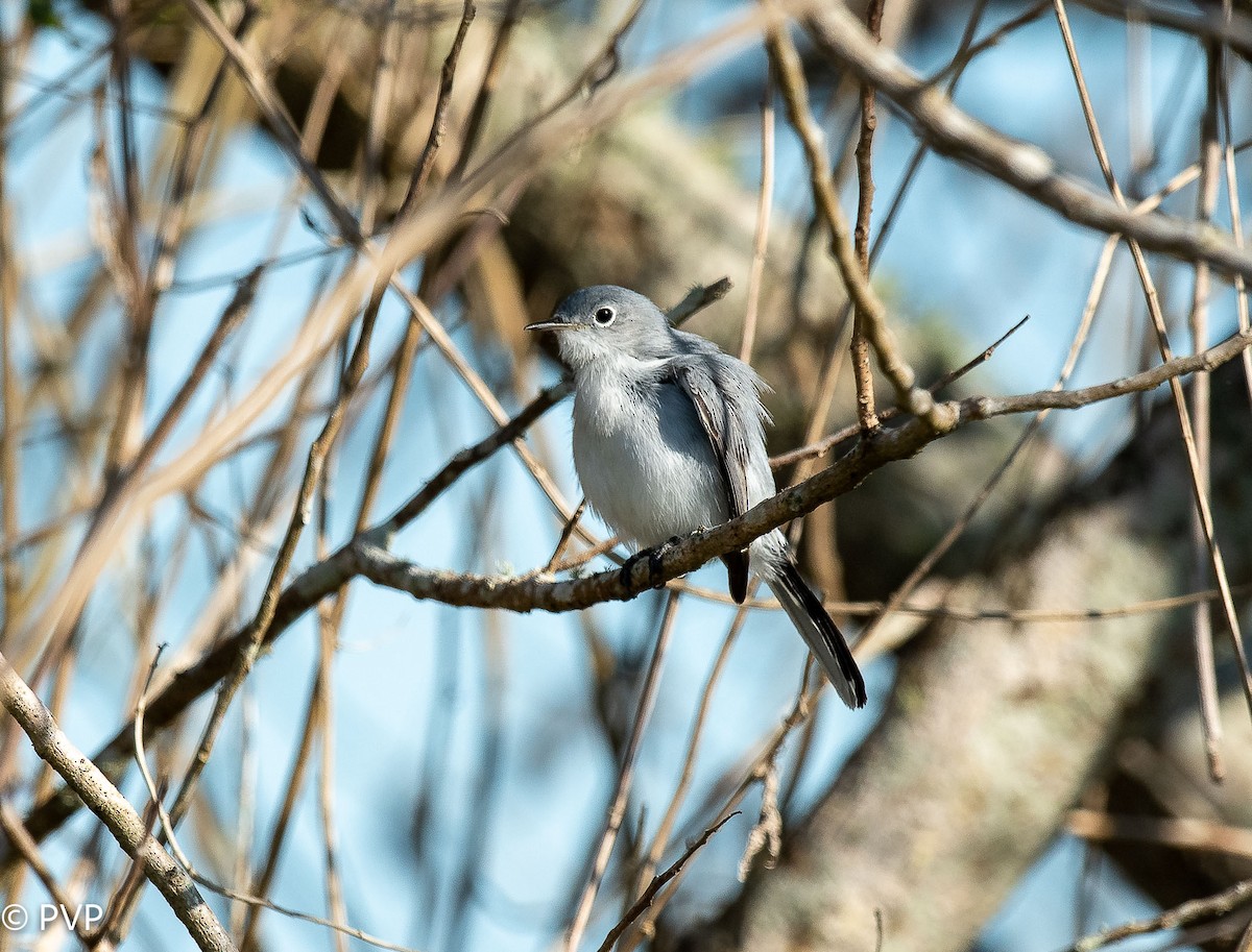 Gobemoucheron gris-bleu - ML397225941