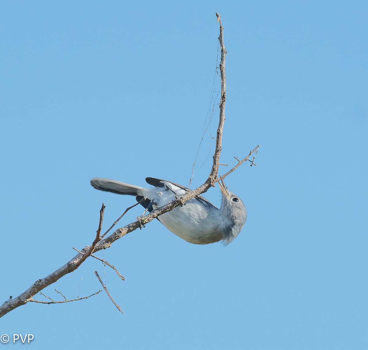 Gobemoucheron gris-bleu - ML397225951