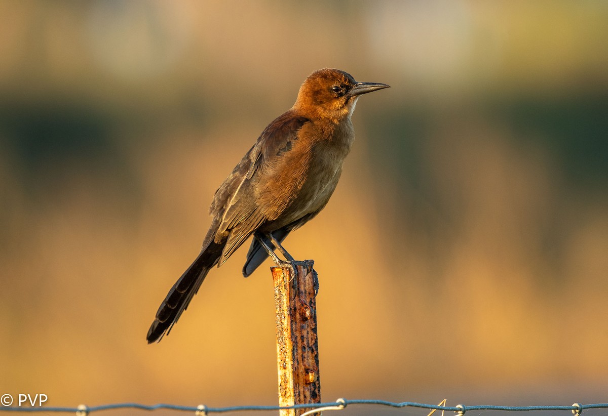 Boat-tailed Grackle - ML397226161