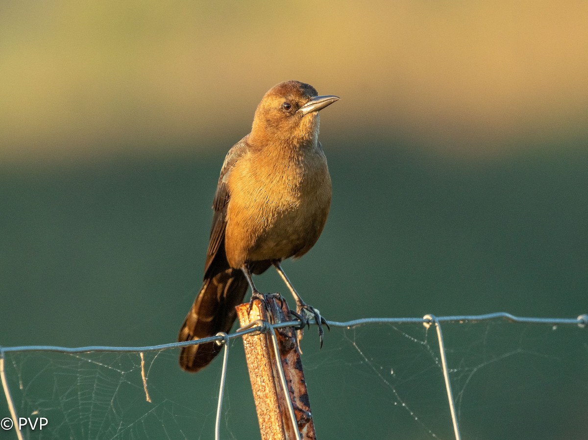 Boat-tailed Grackle - ML397226171