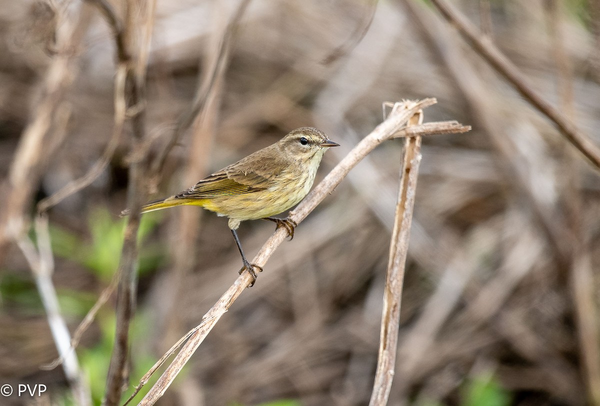 Palm Warbler - Paul Peed