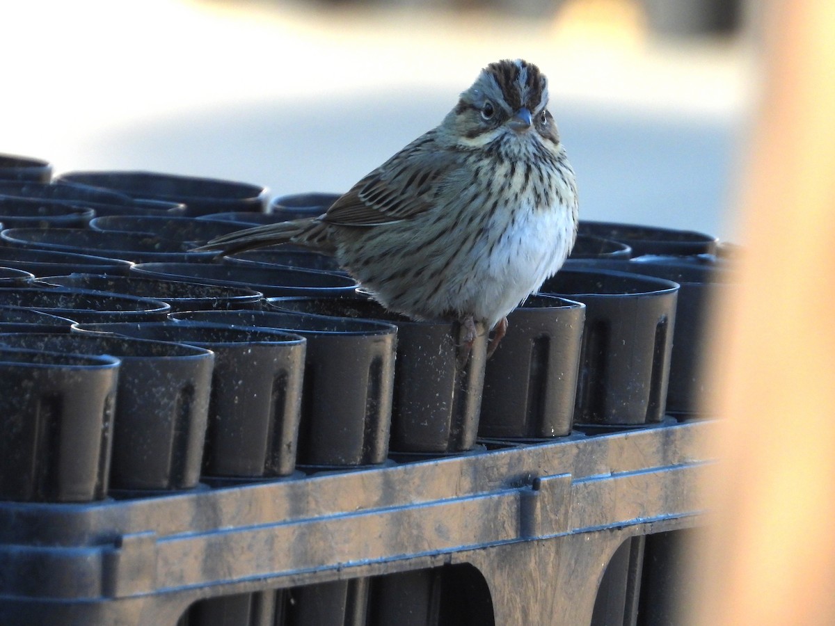 Lincoln's Sparrow - ML397226531