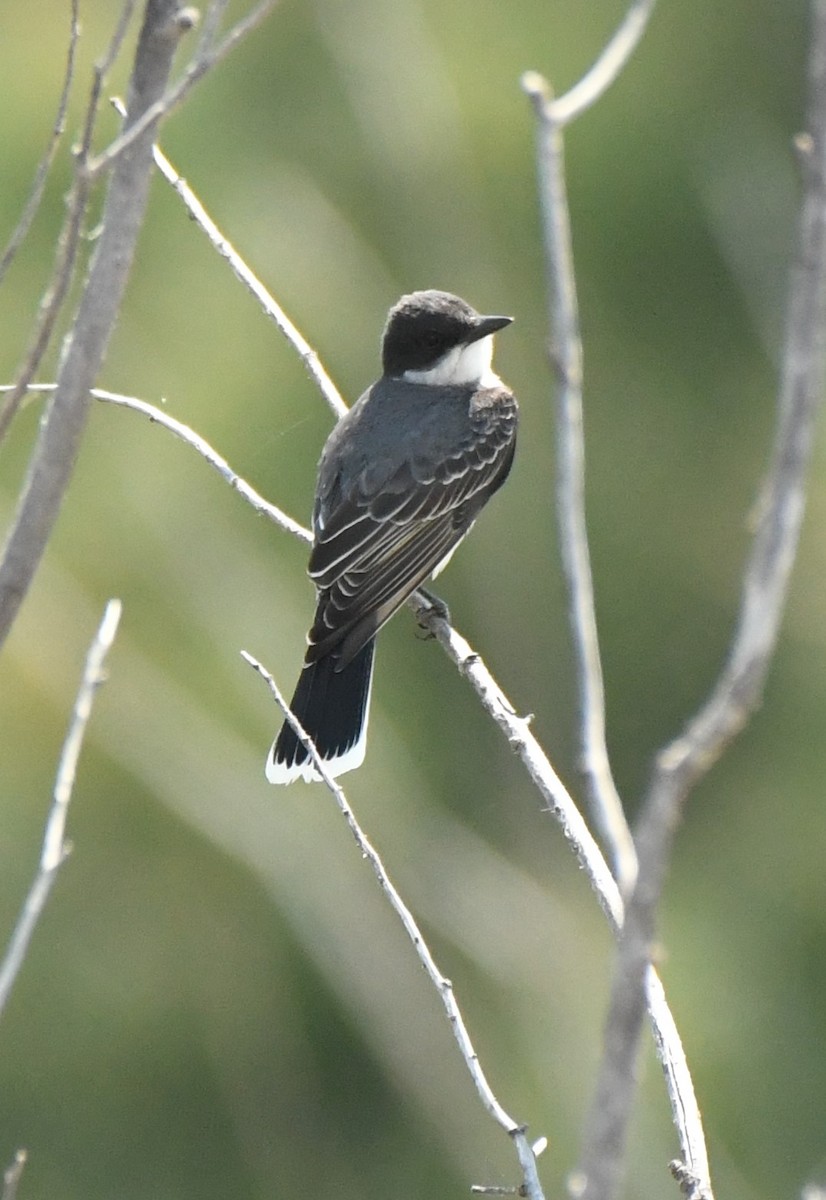 Eastern Kingbird - ML397226731