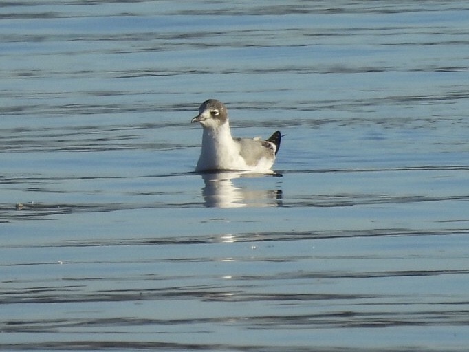 Franklin's Gull - ML397226911