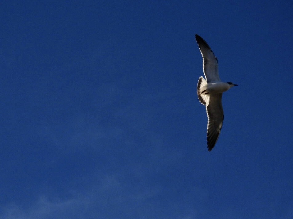 Franklin's Gull - ML397226921