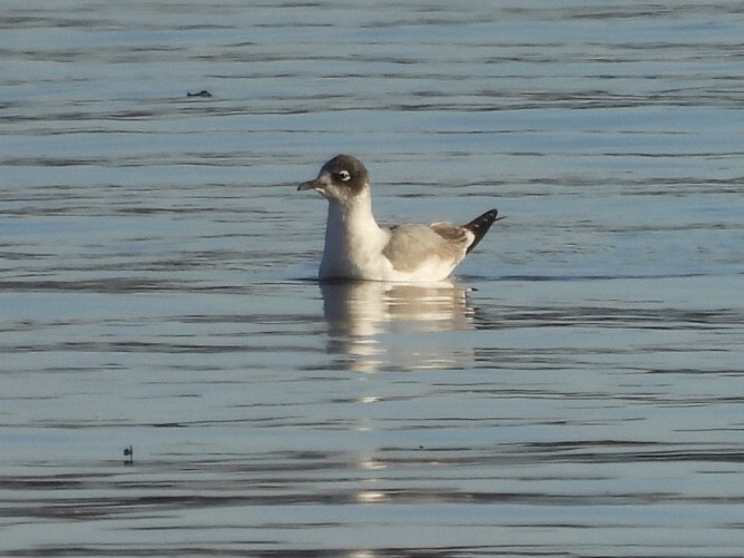 Franklin's Gull - ML397226931