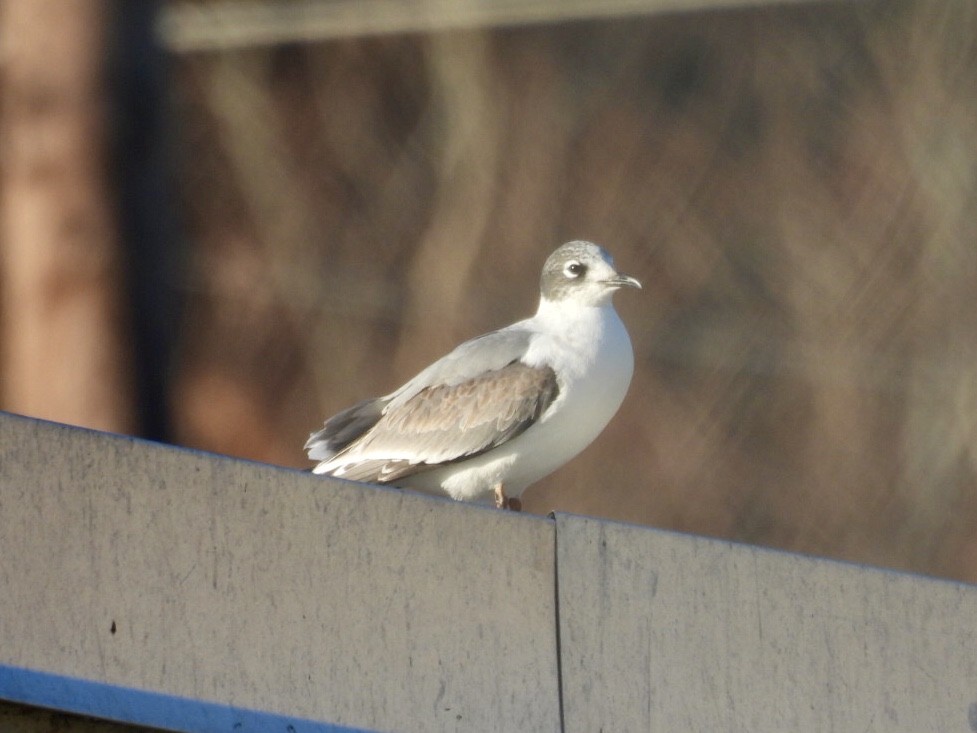Franklin's Gull - ML397226941