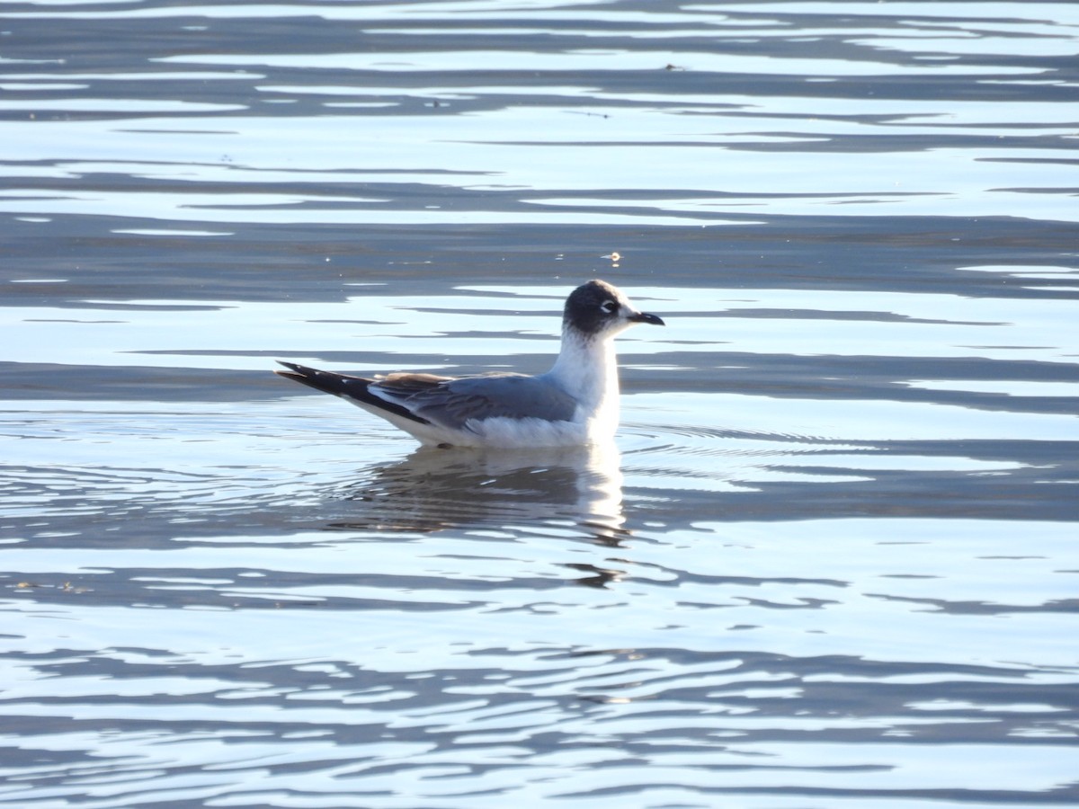 Franklin's Gull - ML397226951