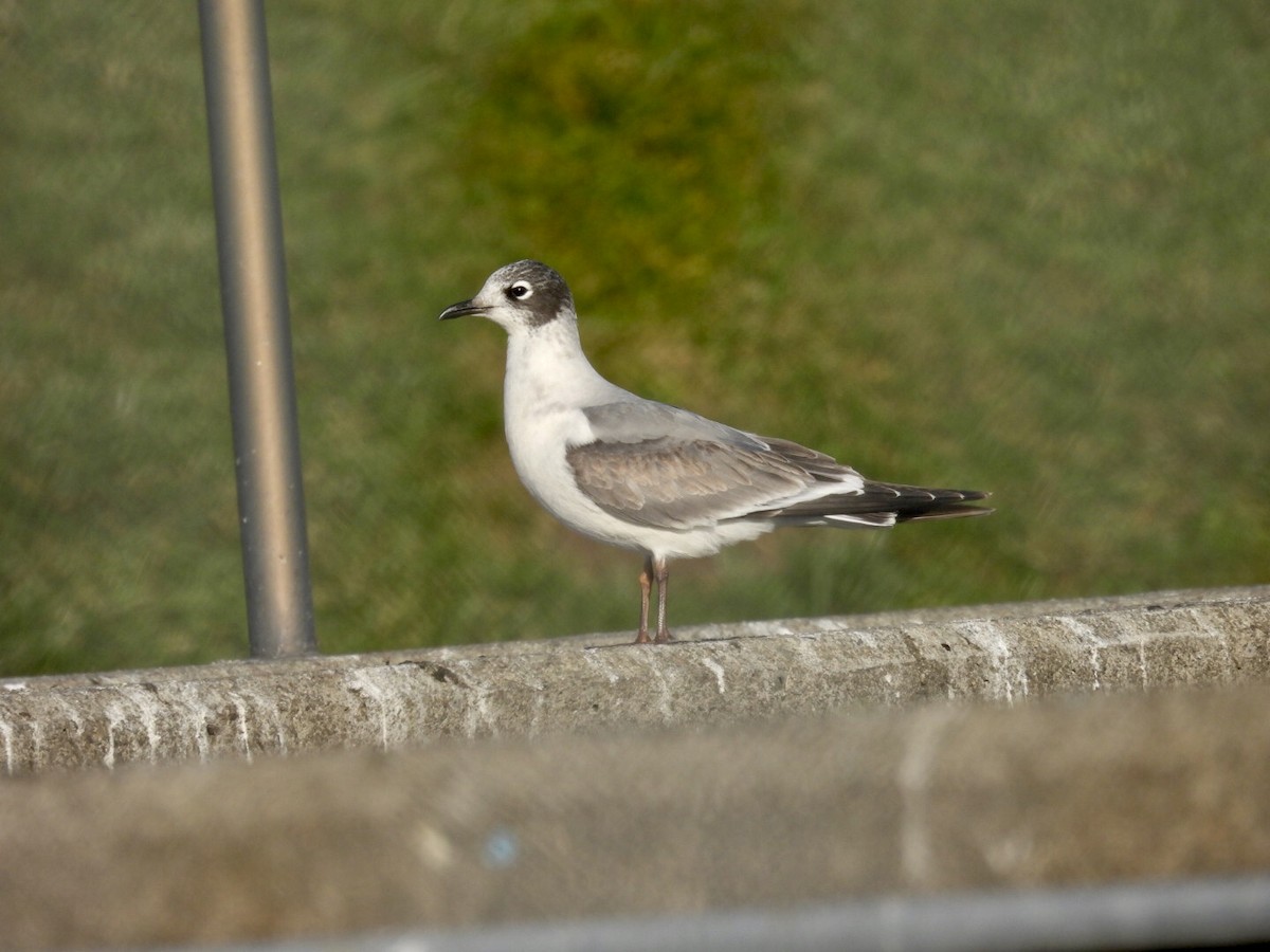 Franklin's Gull - ML397226961