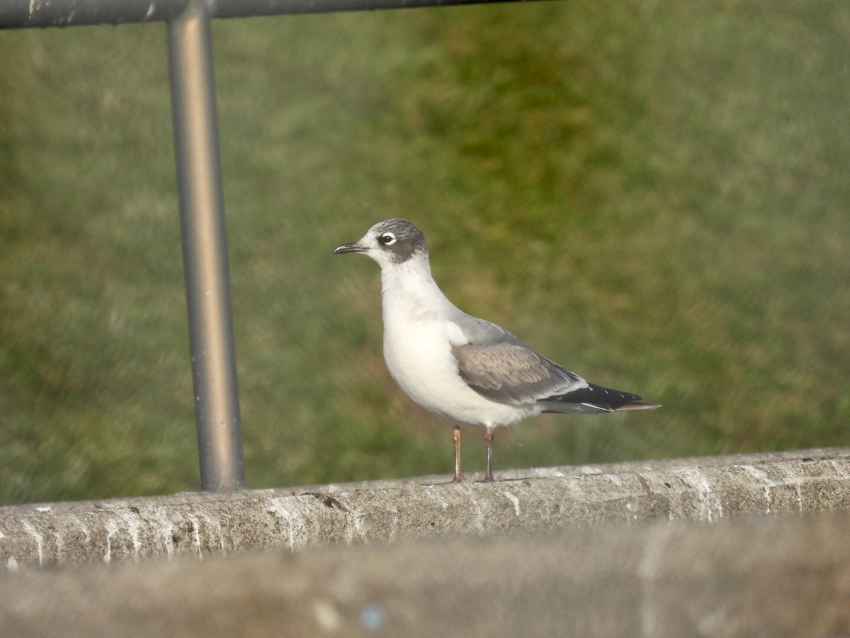 Franklin's Gull - ML397226991