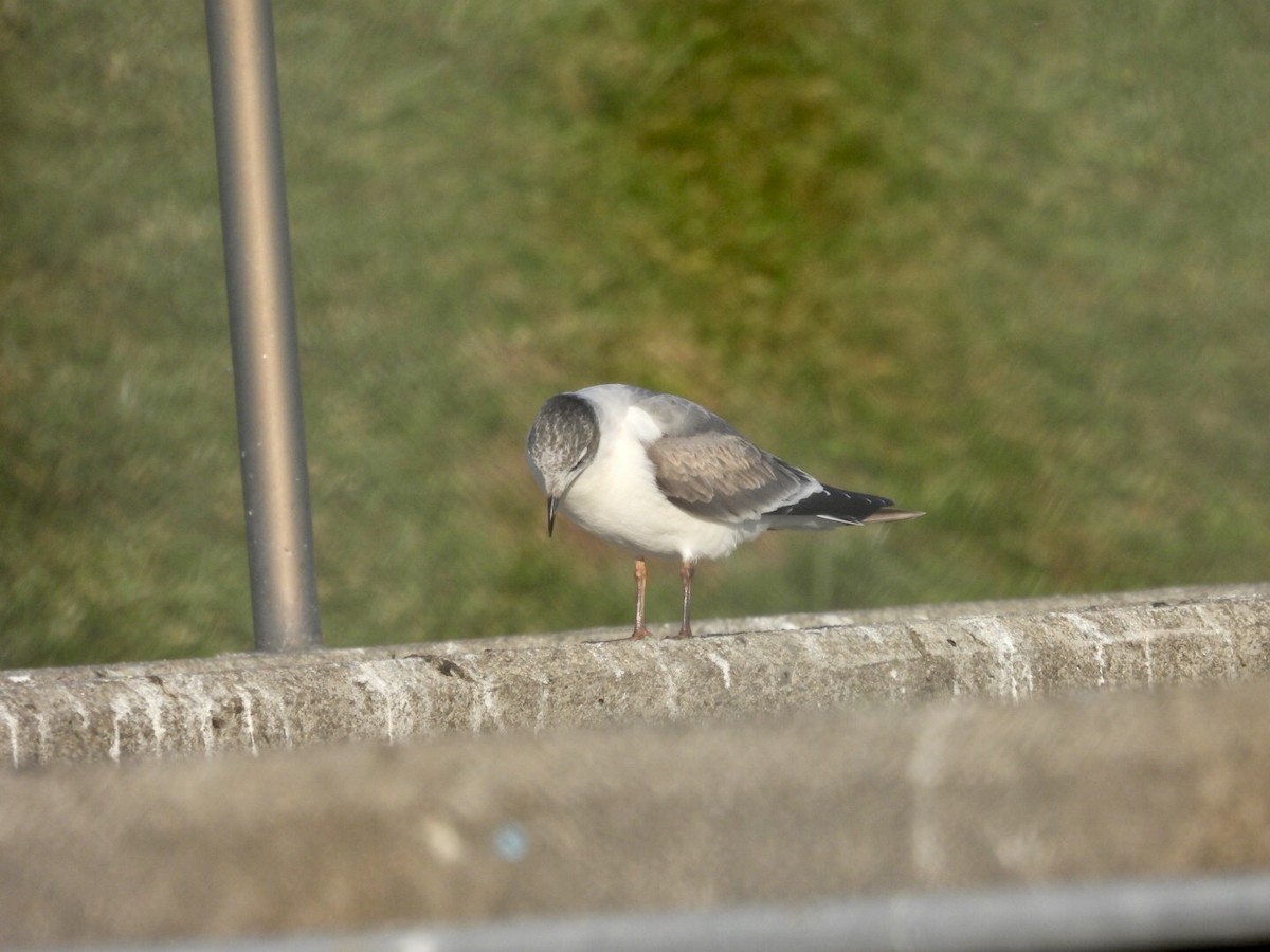 Franklin's Gull - ML397227001