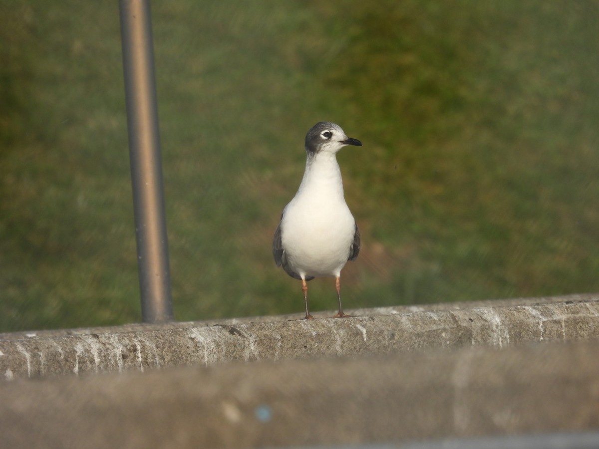 Franklin's Gull - ML397227011
