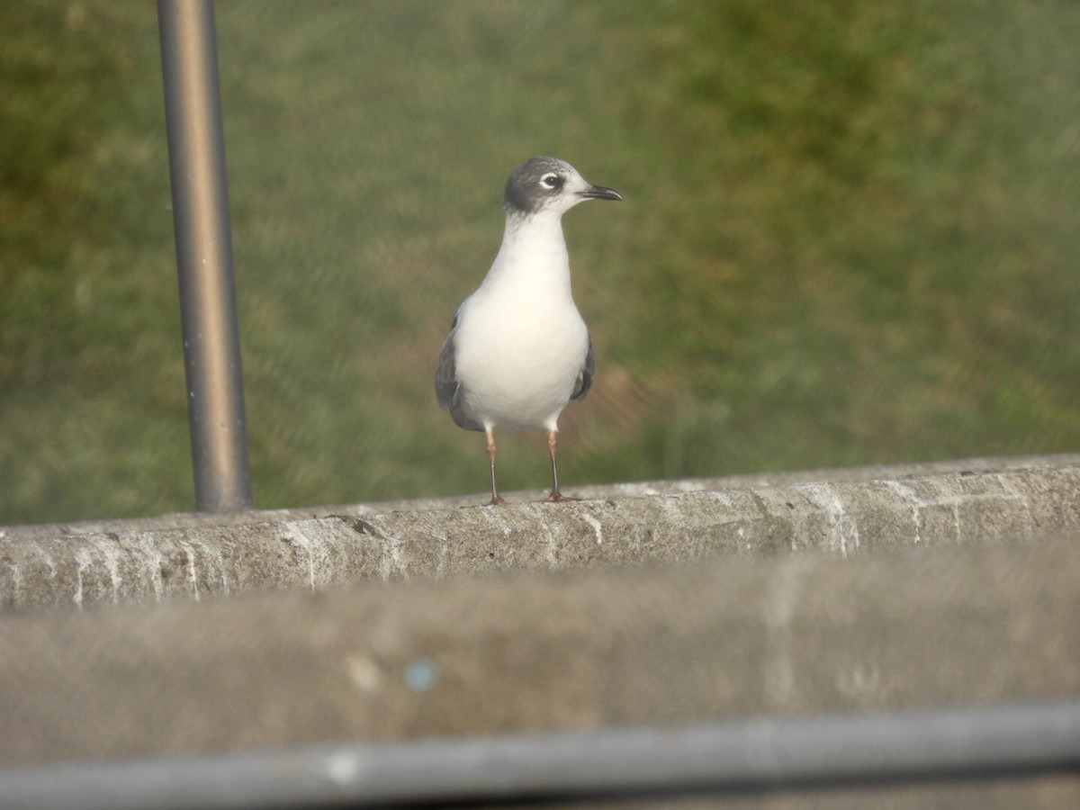 Franklin's Gull - ML397227021