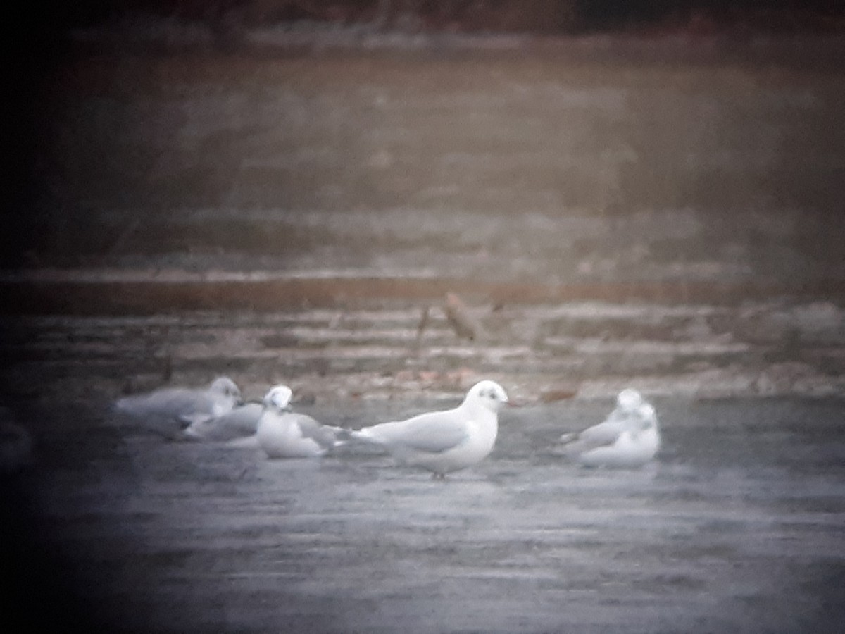 Black-headed Gull - Tyler Bell