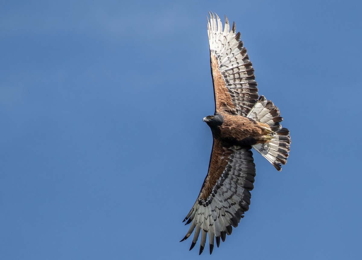 Black-and-chestnut Eagle - ML397229681