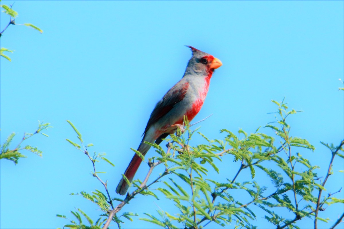 Pyrrhuloxia - ML397231301