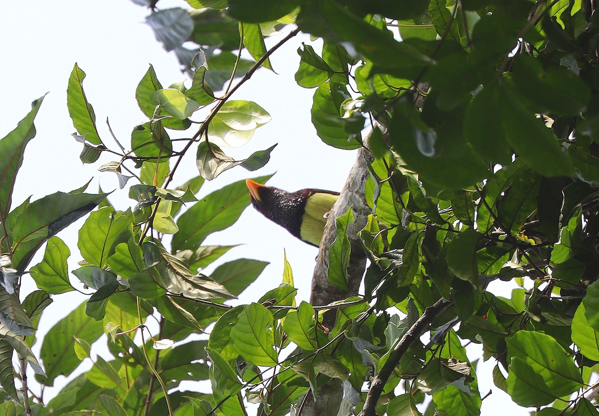 Western Yellow-billed Barbet - ML397231711