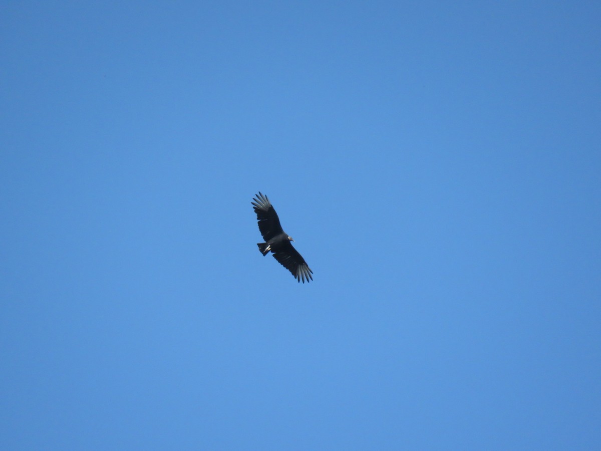 Black Vulture - ML39723341