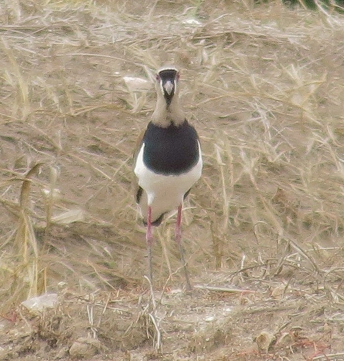 Southern Lapwing - ML397234091