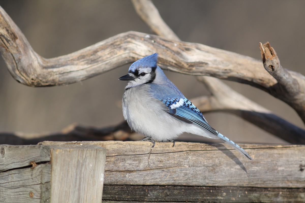 Blue Jay - ML397235231