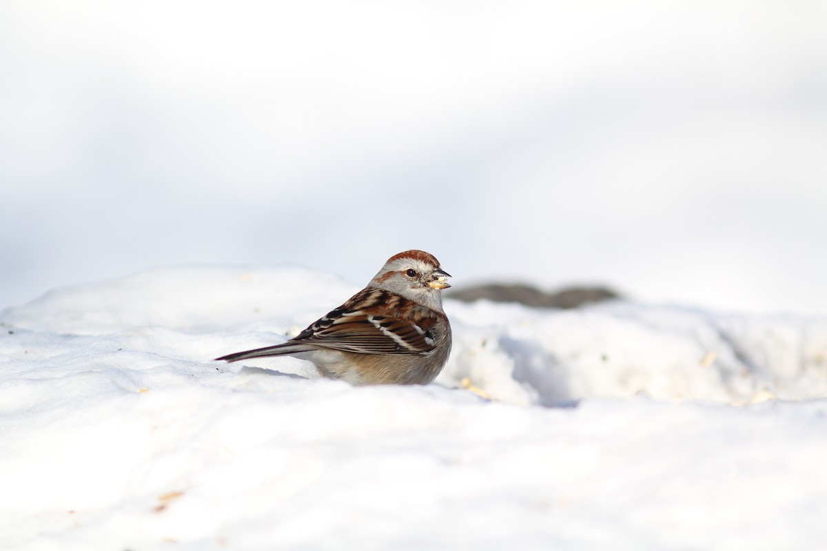 American Tree Sparrow - William  von Herff