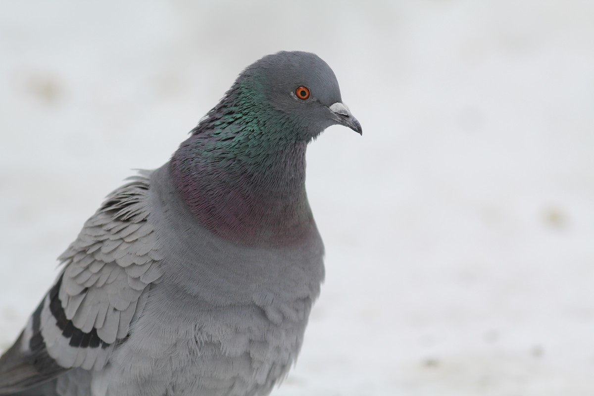 Rock Pigeon (Feral Pigeon) - ML397235721