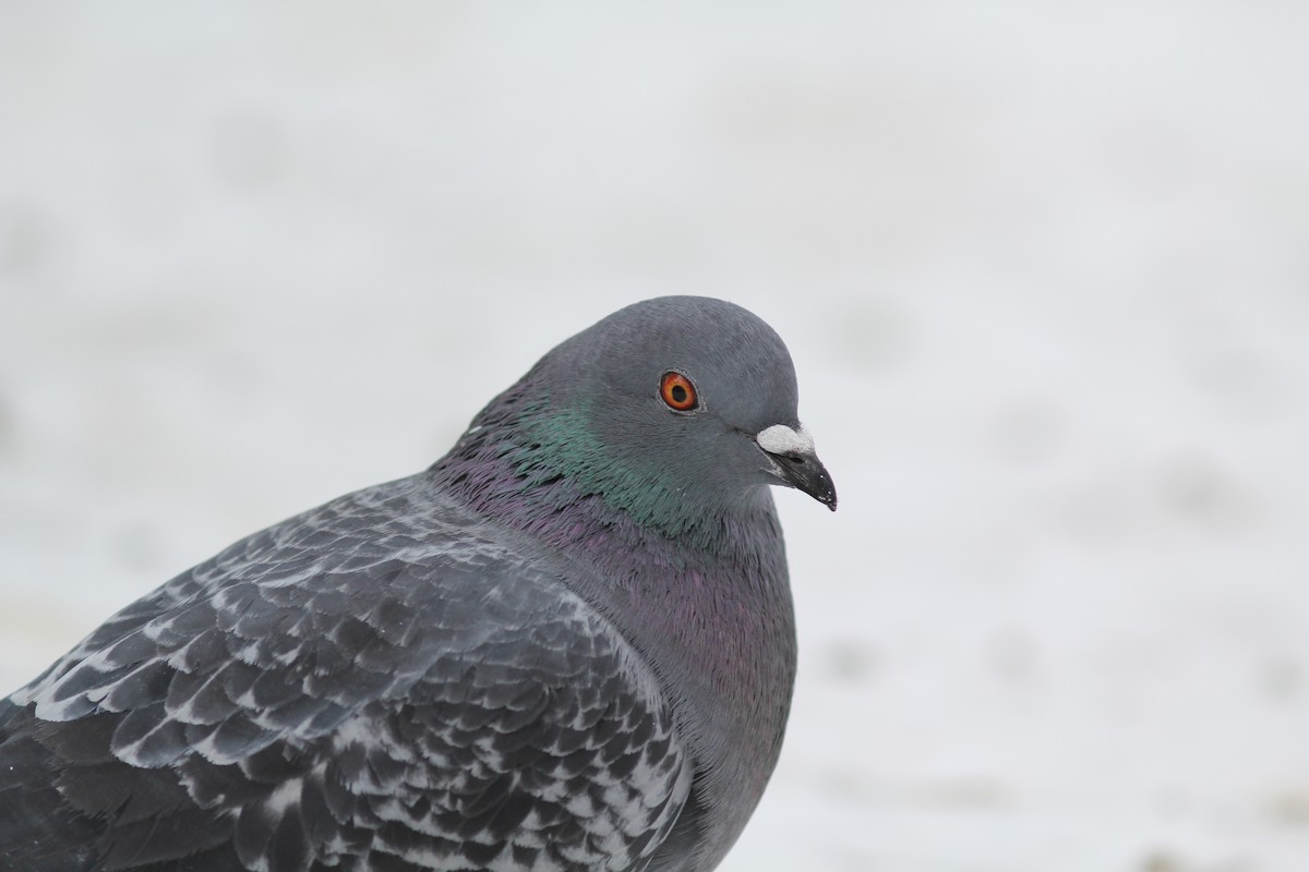 Rock Pigeon (Feral Pigeon) - ML397235751