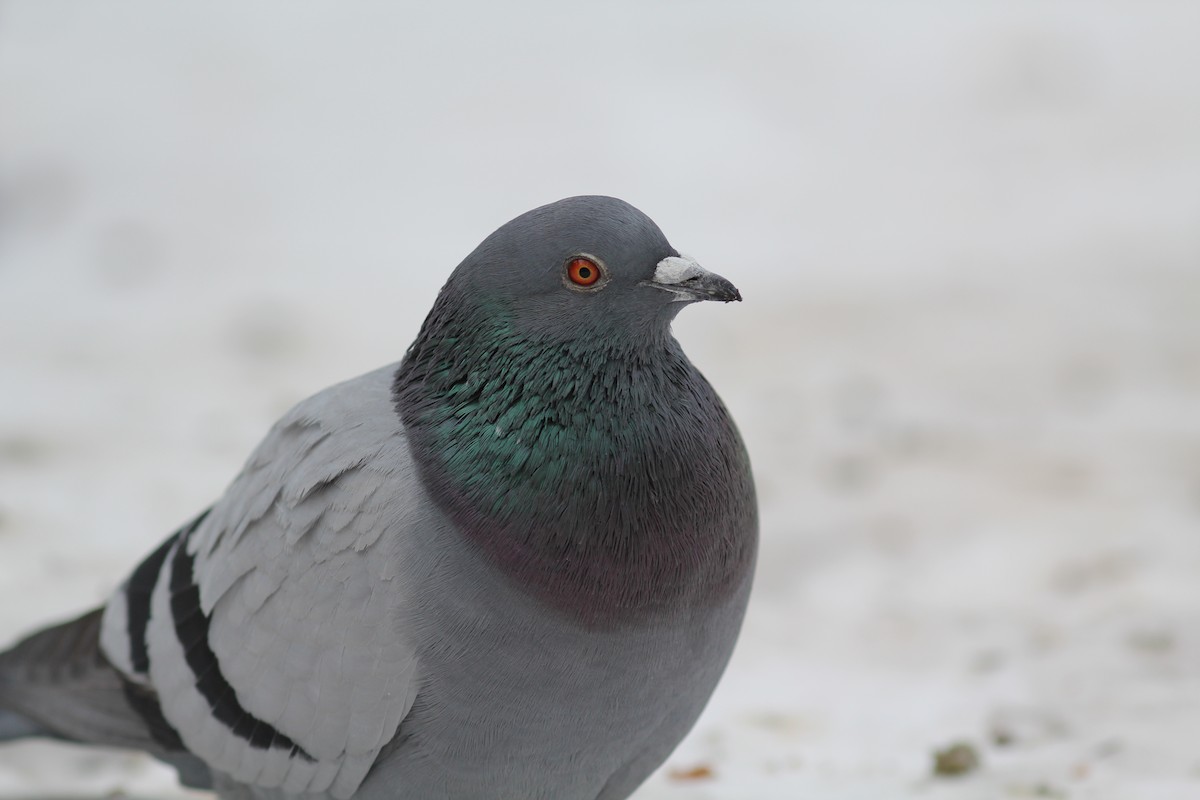 Rock Pigeon (Feral Pigeon) - ML397235761