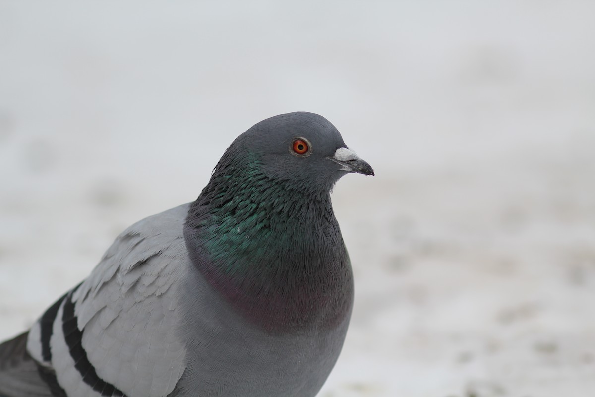 Rock Pigeon (Feral Pigeon) - ML397235781