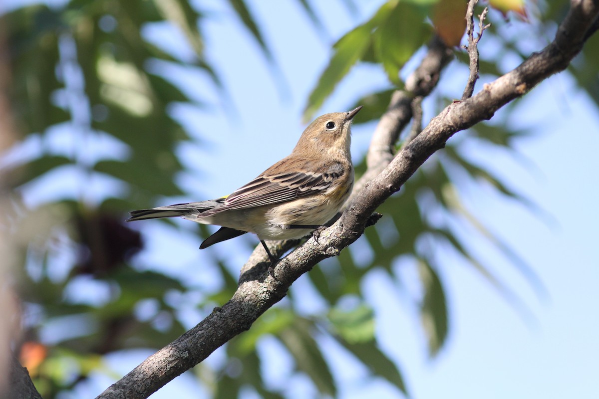 Yellow-rumped Warbler (Myrtle) - ML397236041