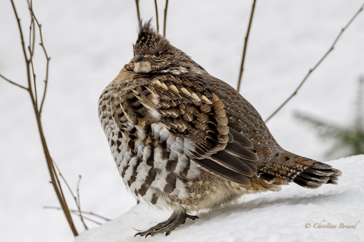 Ruffed Grouse - Christian Briand