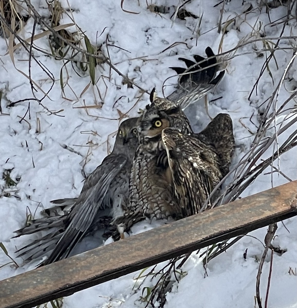 Long-eared Owl - ML397237021