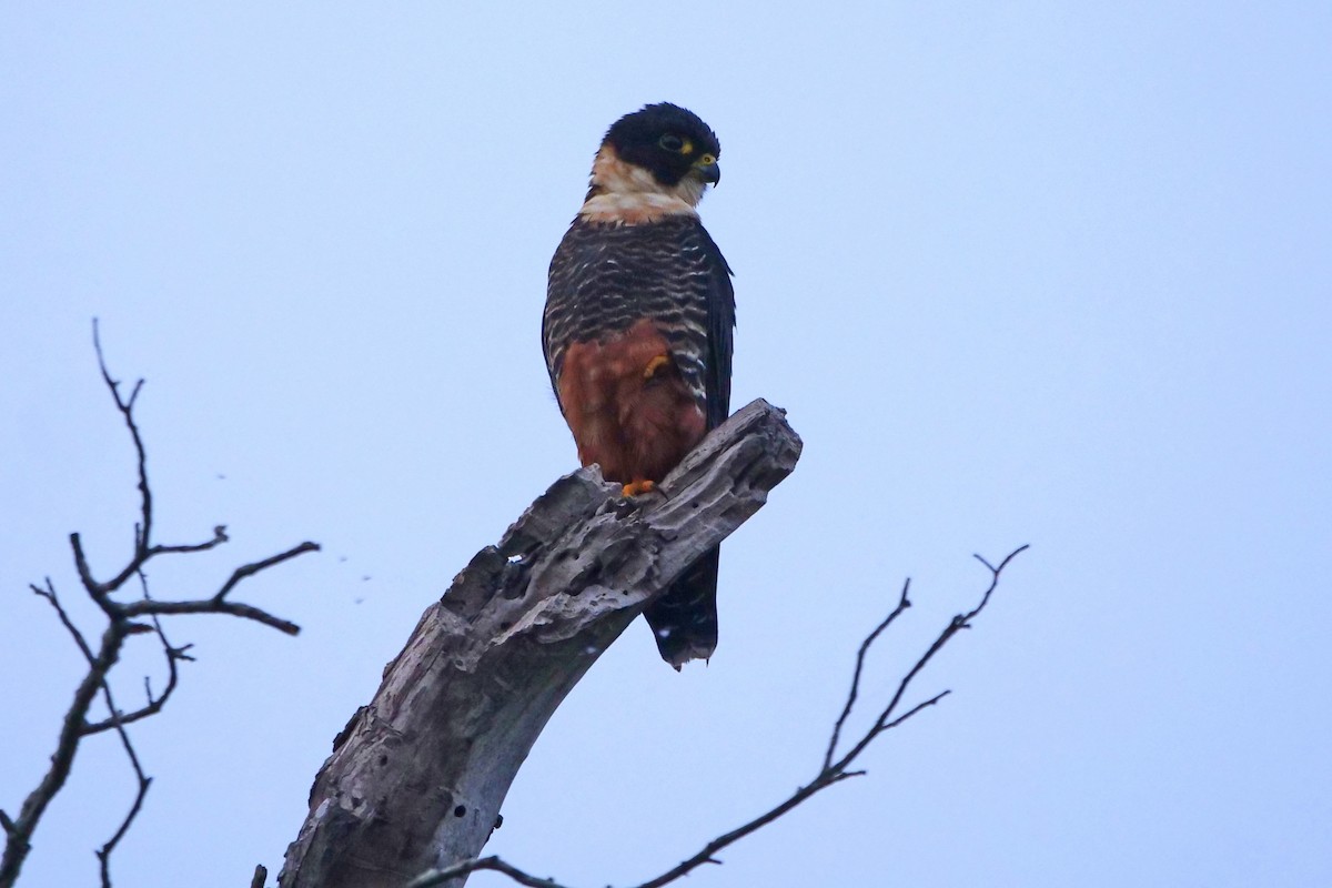 Bat Falcon - ML397237721