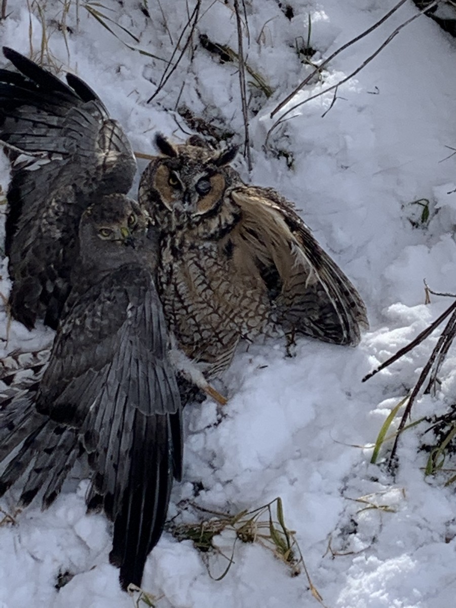 Long-eared Owl - ML397237851