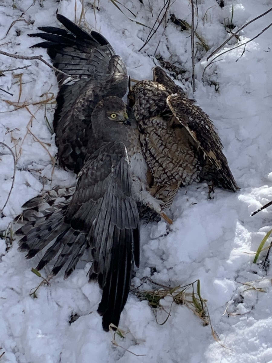 Long-eared Owl - ML397237861