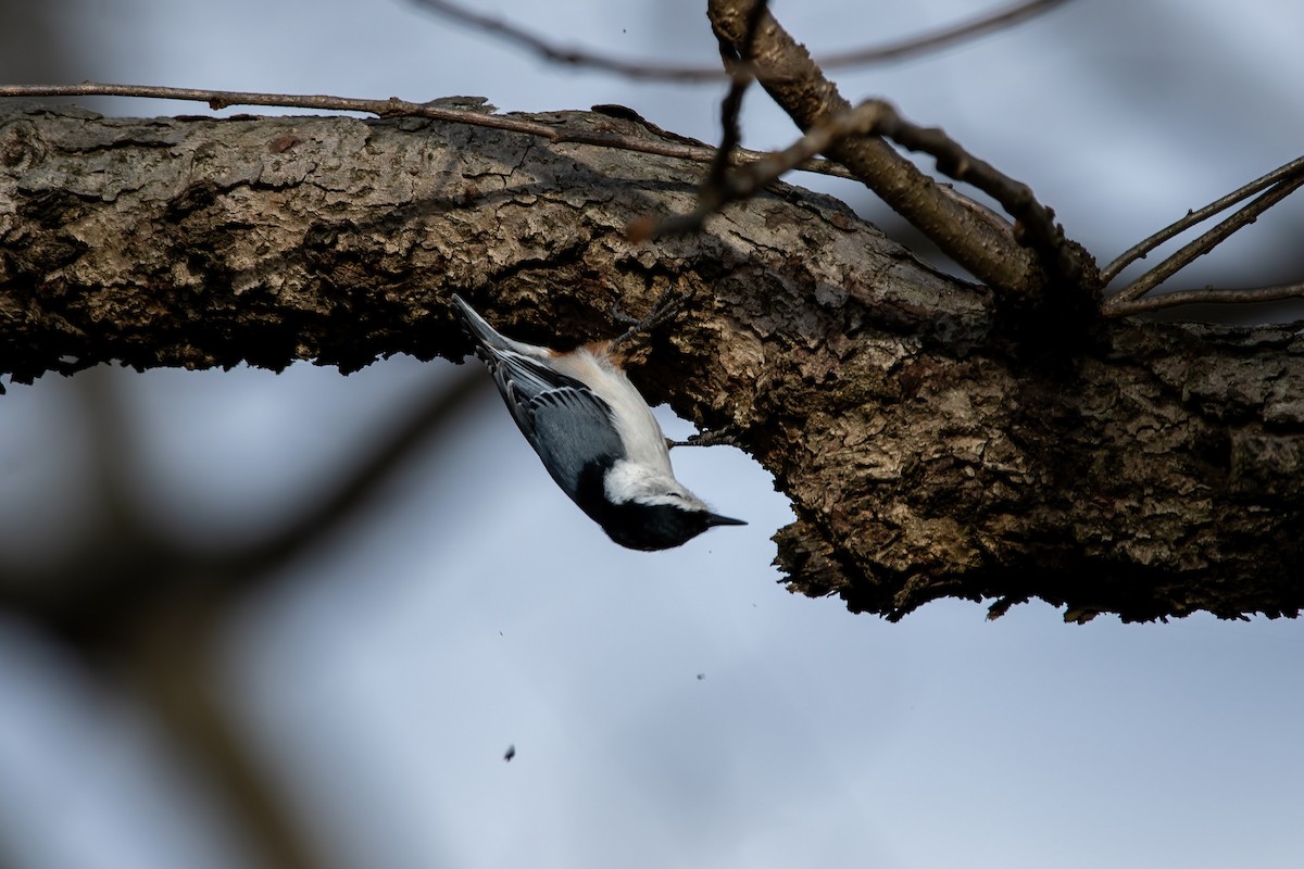 White-breasted Nuthatch - ML397239951