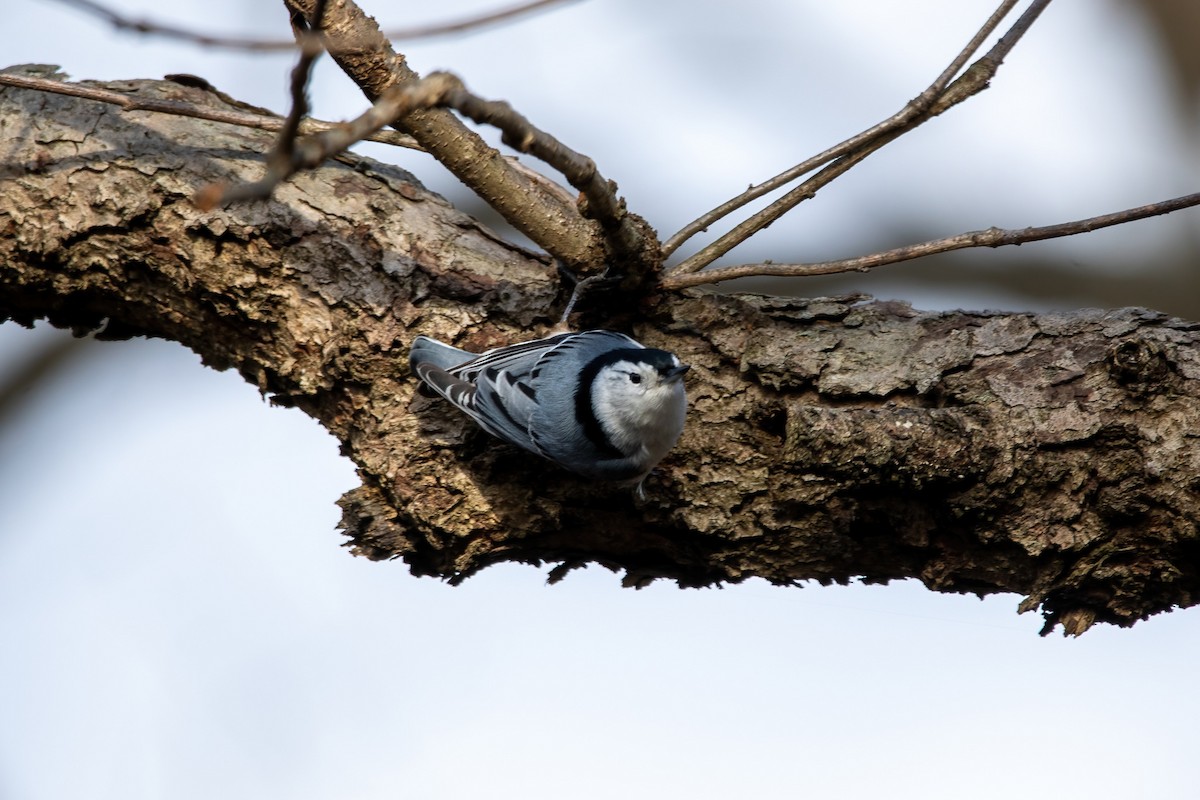 White-breasted Nuthatch - ML397239961