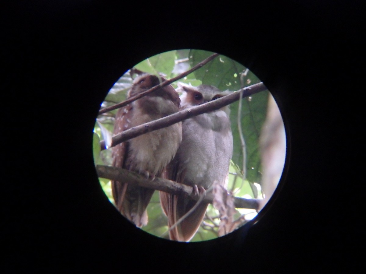 Tawny-bellied Screech-Owl - ML397240331