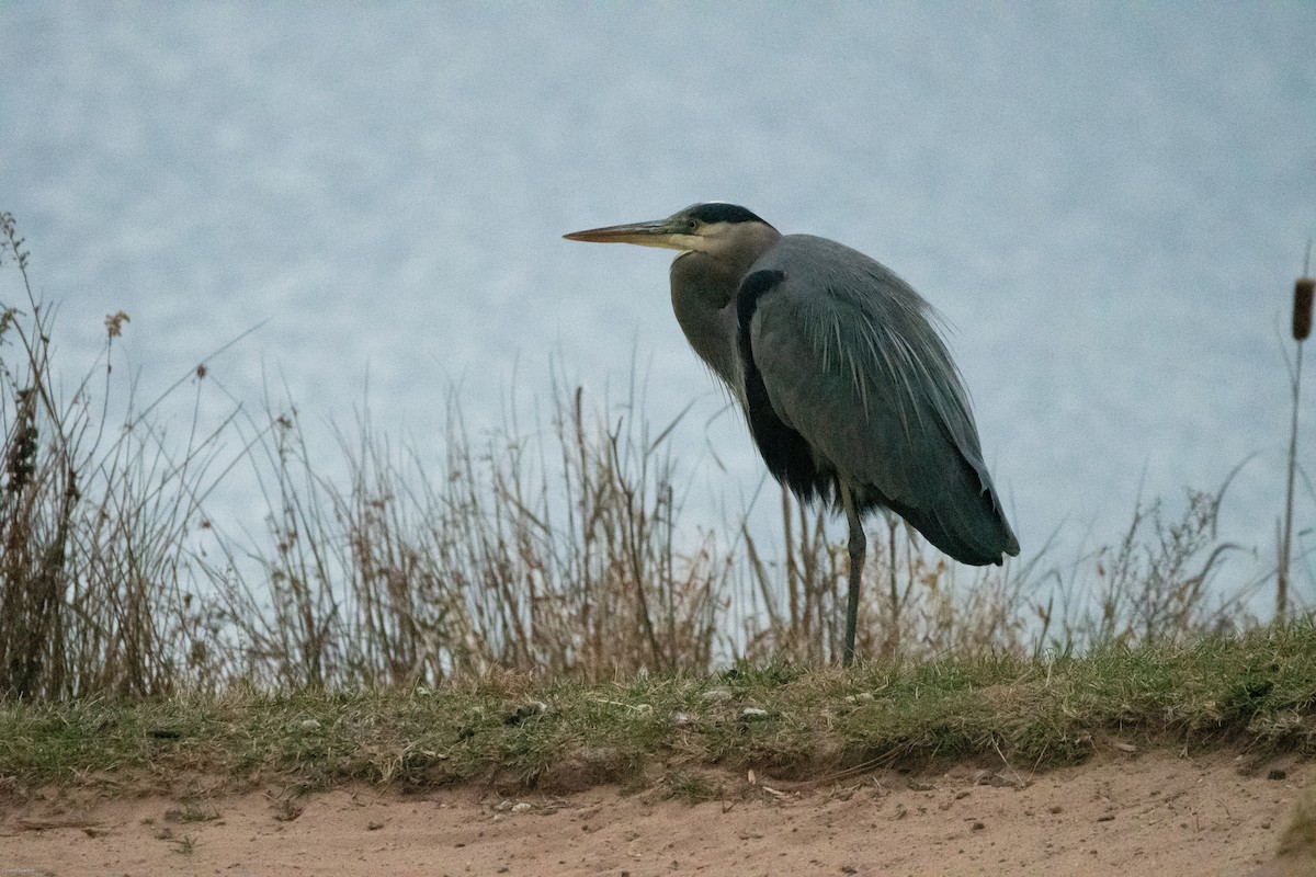 Great Blue Heron - ML397240611