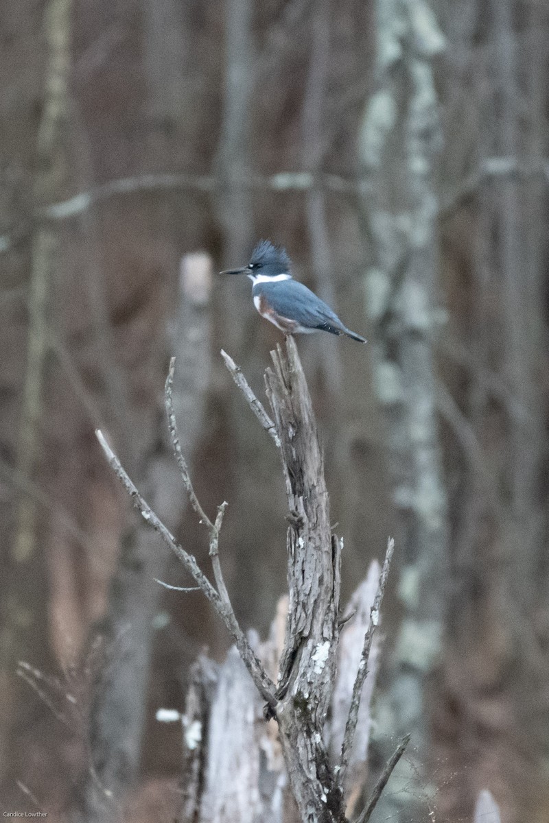 Belted Kingfisher - Candice Lowther