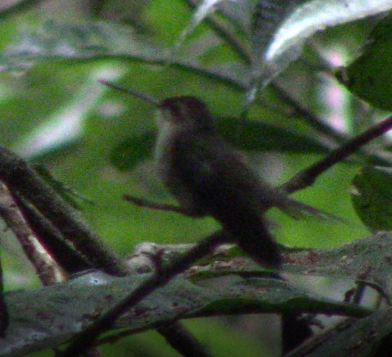 kolibřík dlouhozobý [skupina moorei] - ML397241621