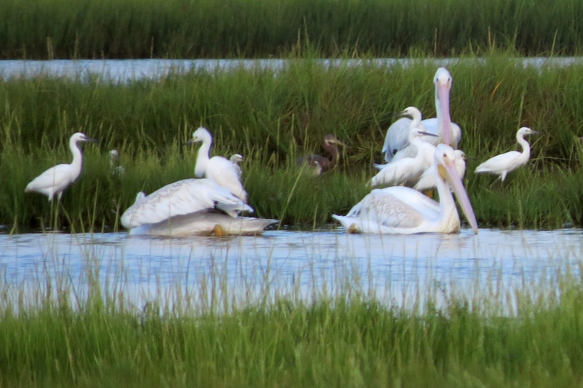 American White Pelican - ML397241701