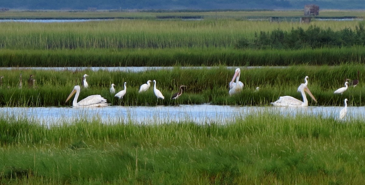 American White Pelican - ML397241791